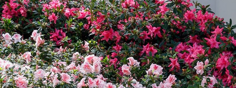 NC Azalea Festival