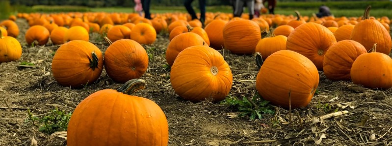 Guide to Charlotte Pumpkin Patches