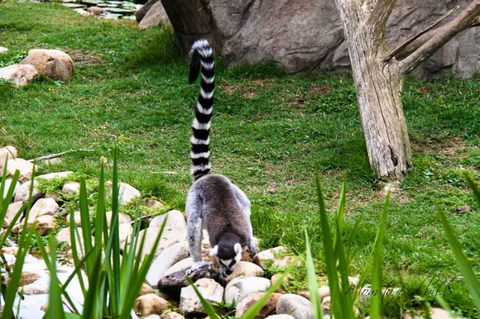 Lazy 5 Ranch RIng Tailed Lemur Endangered