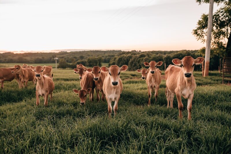 Jersey cows at Riverbend Creamery & Dairy