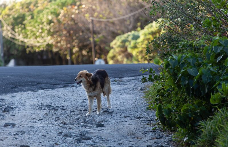 Stray Dog On Road, Brown Dog, Stray Dog, Beach Dog