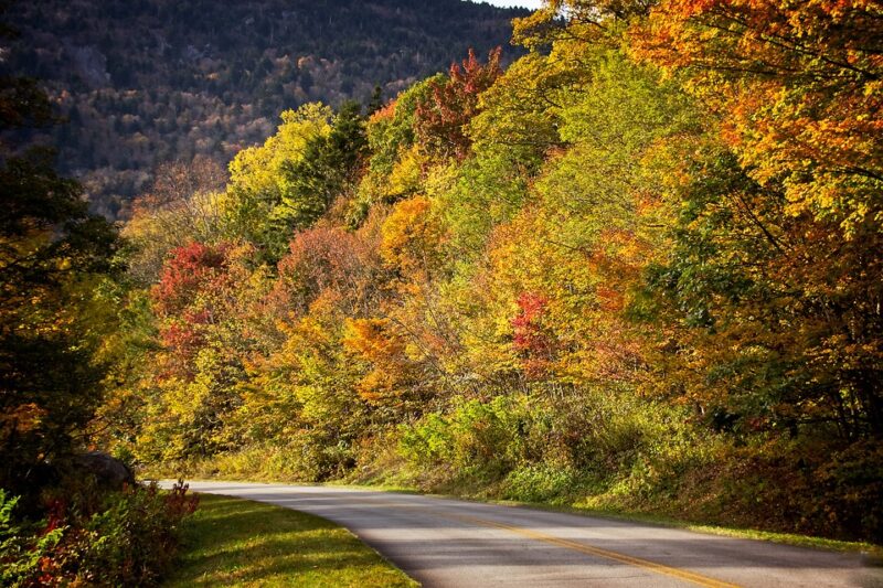 Fall, Autumn, Road, Leaves, Nature, Colorful, Tree