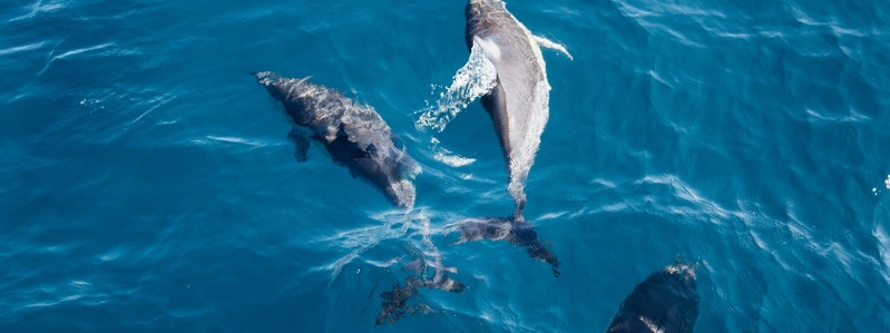 Dolphins in the Outer Banks