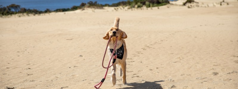 Jockey's Ridge State Park